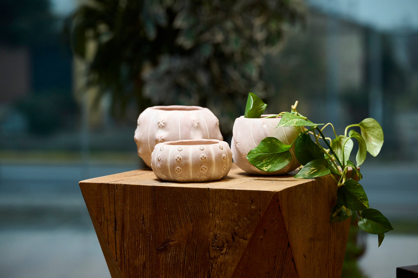 Vasetto Cactus medio terracotta