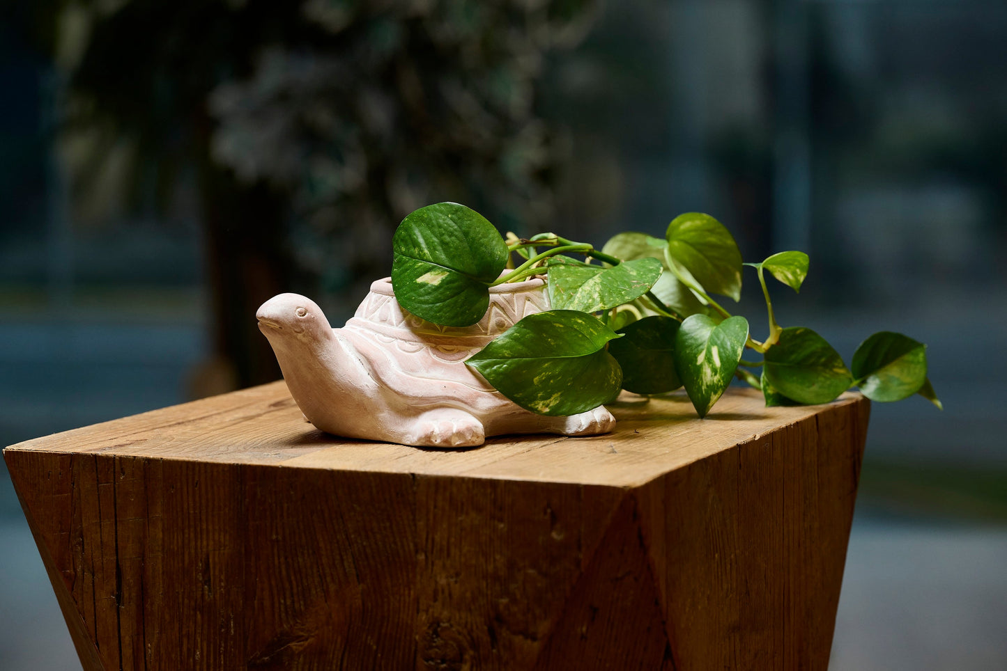 Vasetto Tartaruga terracotta